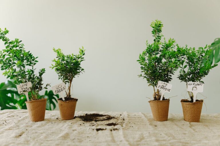 How To Take Care Of A Bonsai Tree