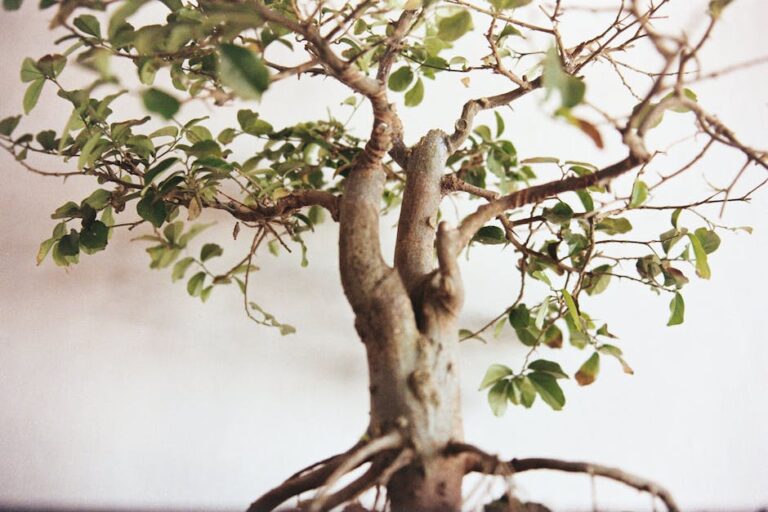 What Do You Need To Grow A Bonsai Tree