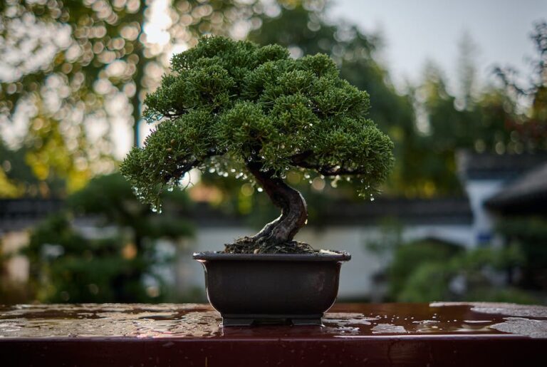 How Often Should A Bonsai Tree Be Watered