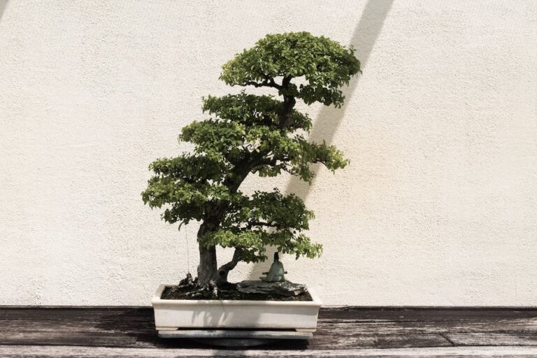 When To Repot Bonsai Tree