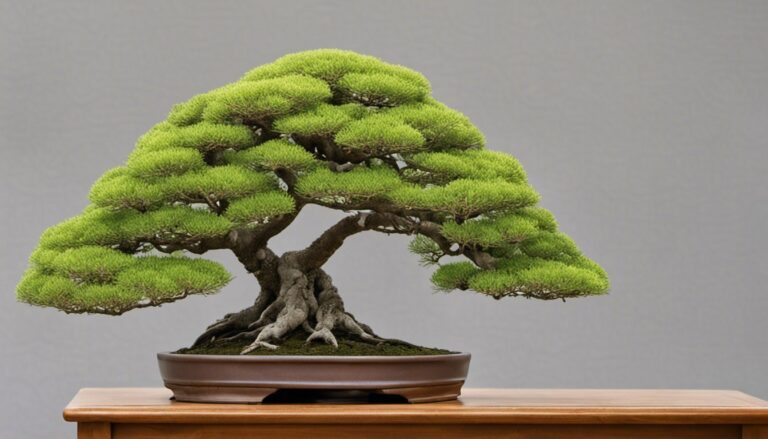 Can You Buy A Bonsai Tree In Japan