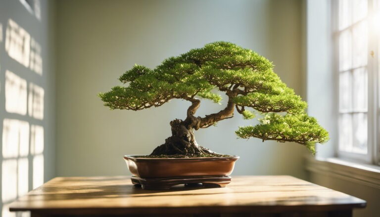 Where Can I Buy A Bonsai Tree