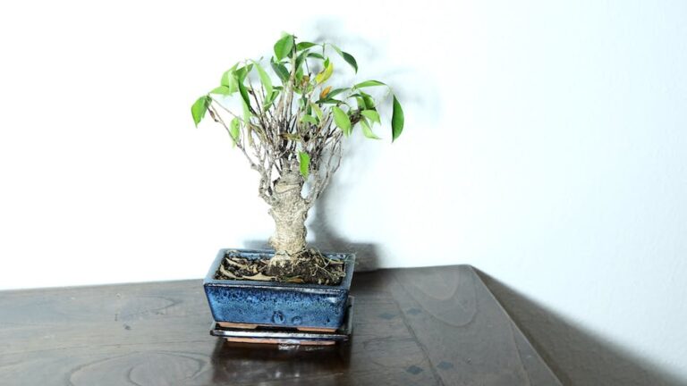 How Hard Is It To Grow A Bonsai Tree
