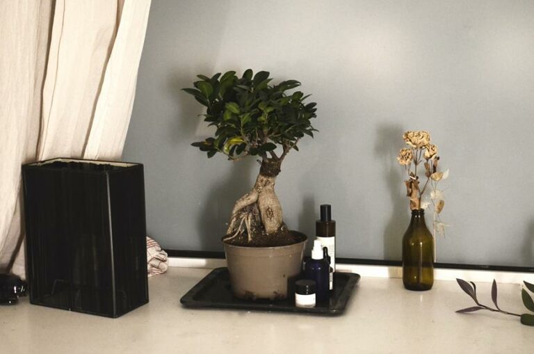 Bonsai Ficus Nana: Miniature Beauty and Care Essentials