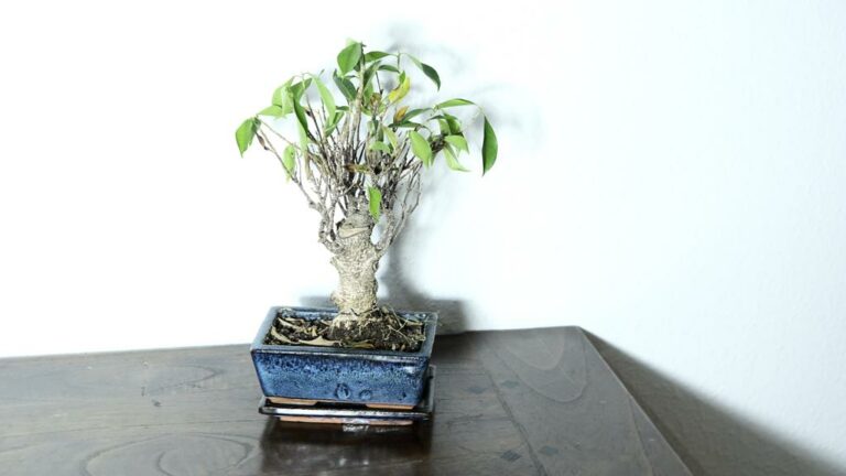 Choosing the Right Soil for Your Ficus Bonsai