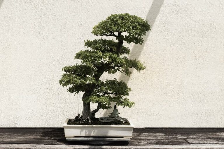 Ultimate Guide: How to Care for Juniper Bonsai Trees