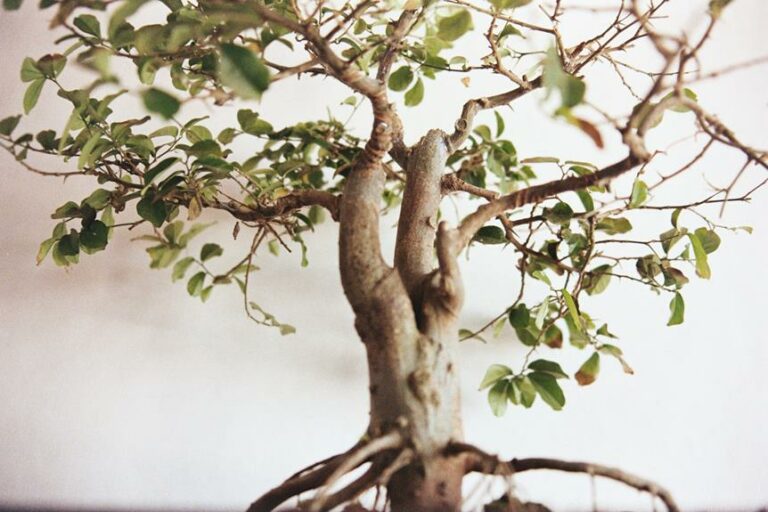 Bonsai Trunk Fusion: The Art of Creating Stronger, Unique Trees