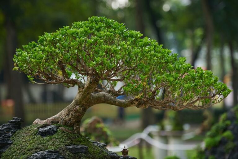 How To Thicken Bonsai Branches