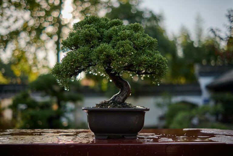 How To Revive An Overwatered Bonsai Tree