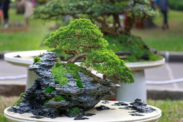 Bonsai Trees: The Sunlight Secret for Thriving Growth