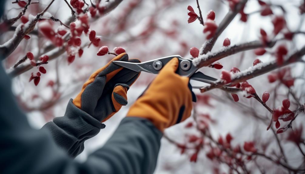 winter pruning for dogwood